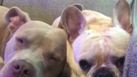 Sleepy pitbull and frenchie