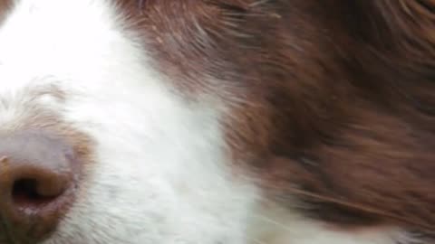 Australian Shepherd Dog Animals Videos For Kids