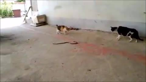 Cats vs snake