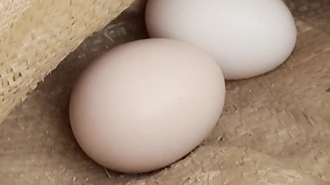 Hen egge