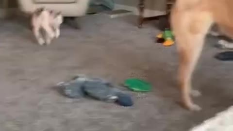 Cat sneak attacks dog and then runs away