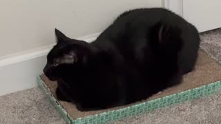 Adopting a Cat from a Shelter Vlog - Cute Precious Piper is a Well Done Tuffet Loaf