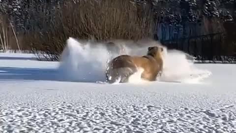 A Tiger, a Caucasian Shepherd and a Lion having fun in snow
