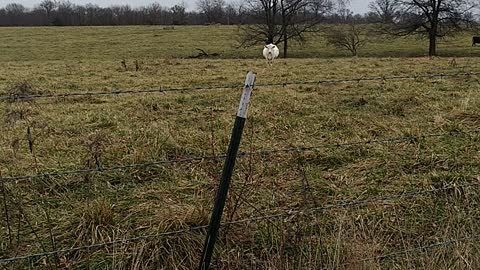 Neighbor's cows