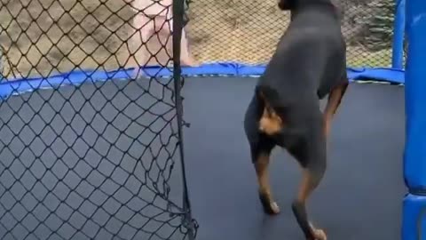 The dog is jumping with the girl.