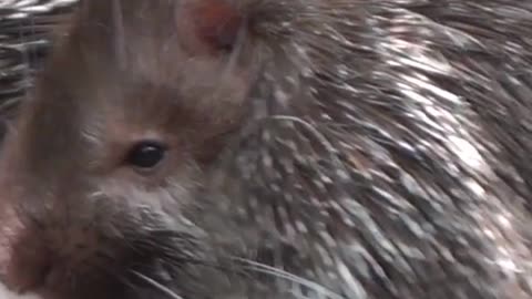 Porcupine Animals Videos For Kids