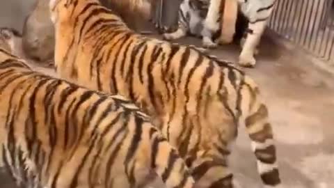 Family lion attack in tiger 🐯 attack video funny video