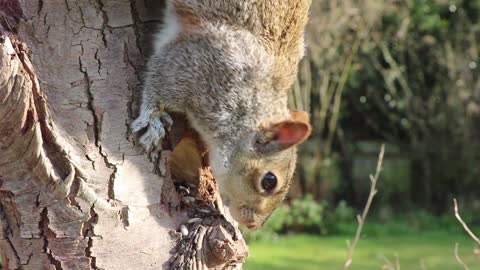 The Squirrel Feeding trough