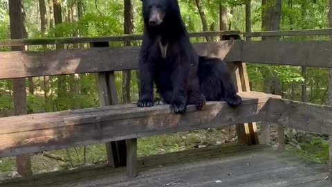 Bear Climbs On Porch To Keep Me Company