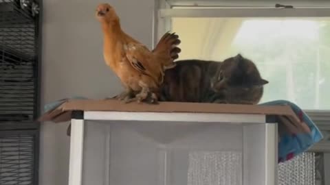 Chicken and cat have a good relationship. They often play together