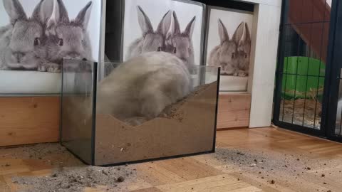 A cute rabbit is digging