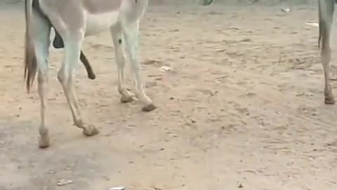 New donkey meeting today 2023 #tranding #trandingshorts #donkey #viral