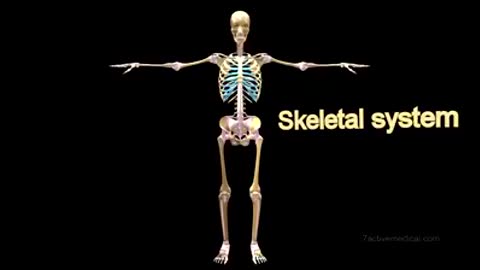 Skeletal system 🤔🧐