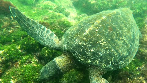 Swimmer surrounded by giant sea turtles in the Galapagos