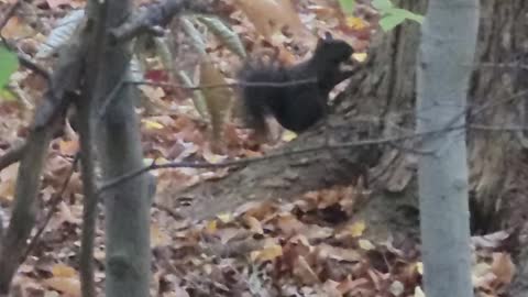 Rare footage of black squirrel pt 2