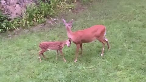 Doe & fawn NC Appalachia Scamp is awake Lady is teaching him to eat solid food He just wants to play