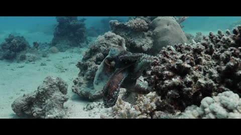 Diving THE RED SEA - Egypt - Underwater Video 4K - BLUE PARADISES (S01)