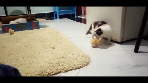 Funny Kittens, try not to laugh, two chicks attacked by two kittens