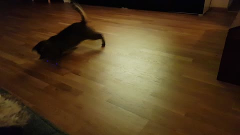 Cat goes nuts for laser pointer