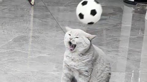 "Hilarious Cat Compilation - Prepare to Laugh Out Loud!"