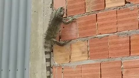An iguana appears close of my house