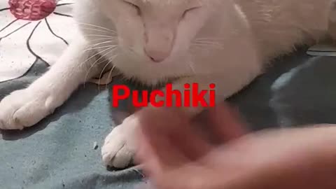 HOW funny Cats sleep?puchiki ready to sleep