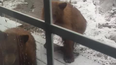 Curious Cubs