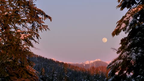 Moon in the sky a snowy forest
