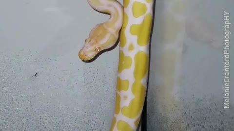 Silly Danger Noodle Thinks the Floor is Lava