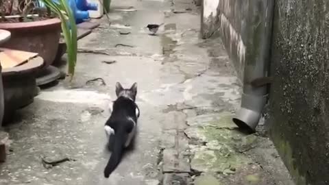 the cat is trying to catch the animal