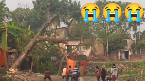 Cutting of a tree💔