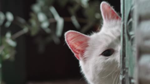 The white cat at hiding on-the book-shelves