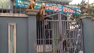 Dog Climbing a Gate