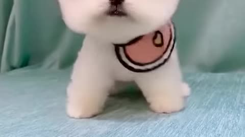 Cute Puppy | Cute Animals Video| Animals nature