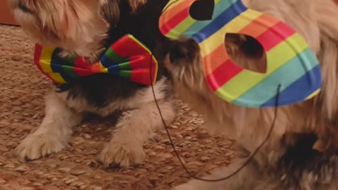 Dog fanny video