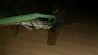 Praying Mantis vs Dragonfly