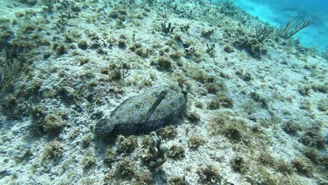 Peacock Flounders Fighting