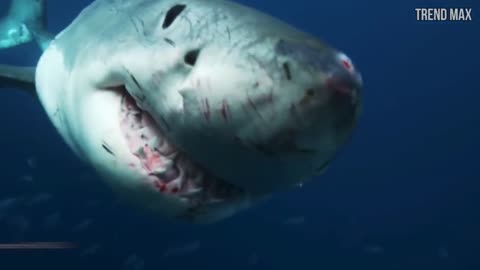 😨🦈Top 10 Worst GREAT WHITE SHARK Attacks caught on cam 🦈😨