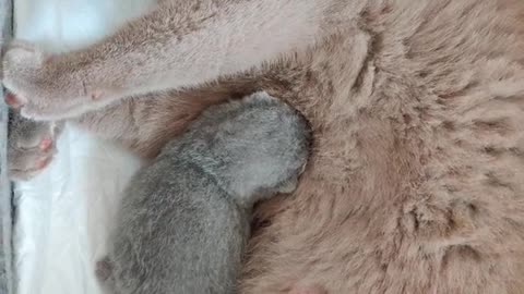 kitten asks mom to eat! A cute lovely cat who breastfeeds her young