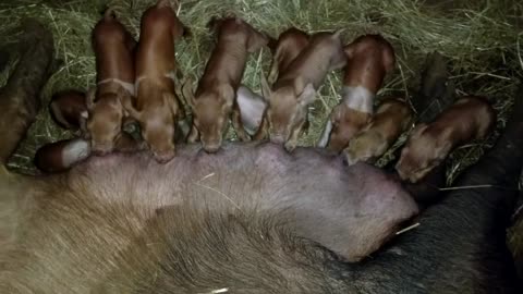 Adorable baby pigs