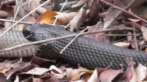 Snake on Snake Snacking