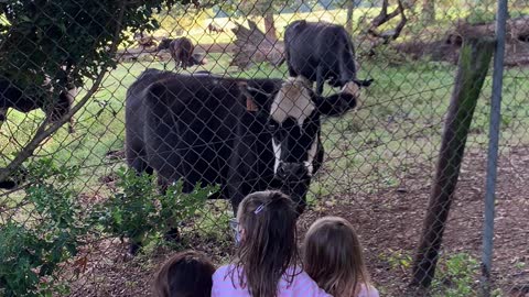 Nervous Kids Run From Cow