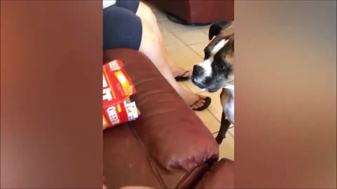 Cute dog Attacks a Box