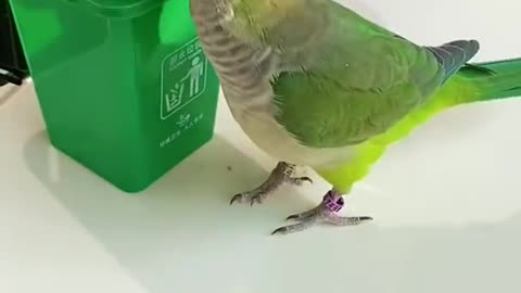 Talented parrot is on work