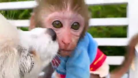 Monkey Baby Bon Bon oes to the toilet and plays with Ducklings in the swimming pool(360P)