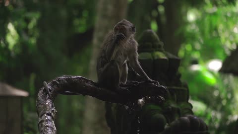 Black monkey walking Jump Jungle Nature 🐀🐀🐀