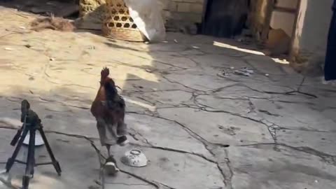 The rooster ran in sneakers