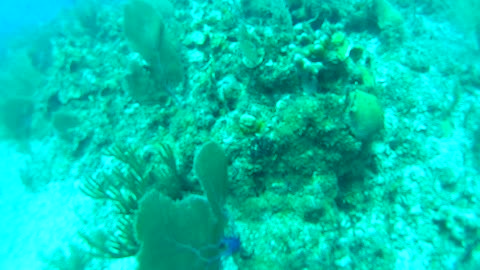 Cancun Mexico Carribean Scuba Diving Part 2