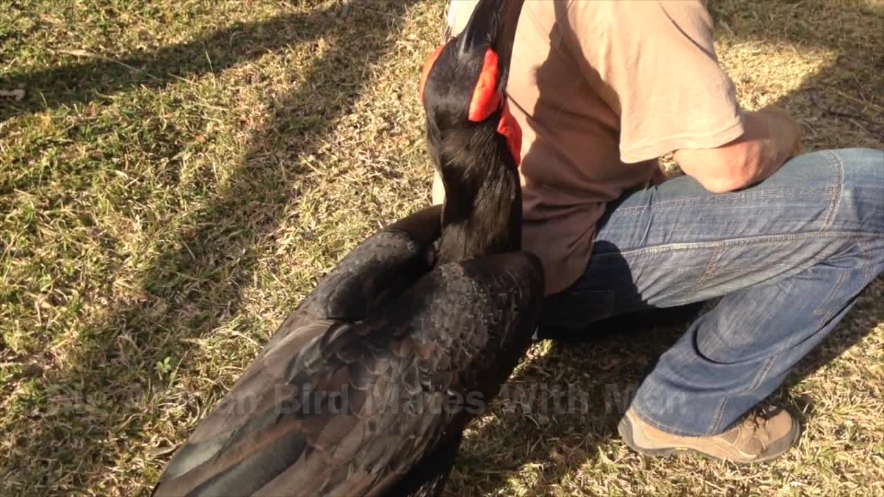 Huge Bird Having Sex With Man | Moholoholo Rehabilitation Centre South  Africa