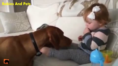 Funny Baby playing together with Vizsla Dogs.